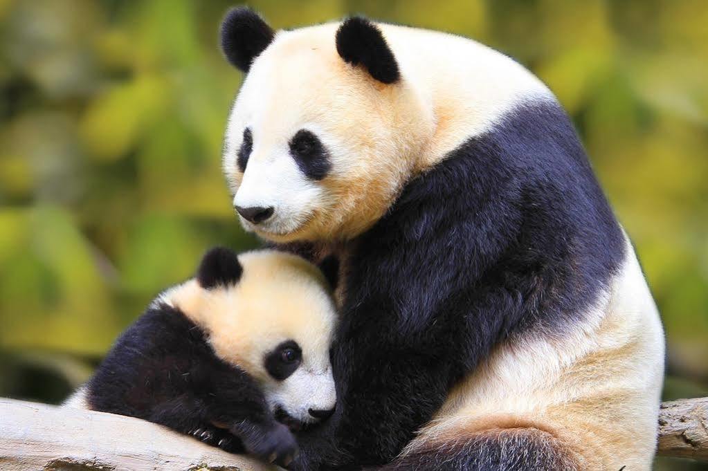 Panda Villa Эдинбург Экстерьер фото